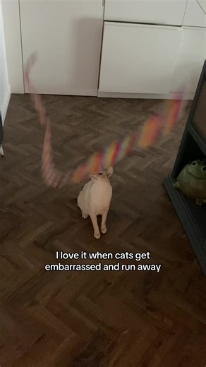 she couldn’t catch the rainbow stick 🥀 #catmemes #funnycats #siamese #orientalshorthair #fyp