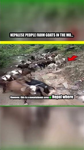 Nepalese people farm goats in the mountains. #shorts #factshorts #ytshorts