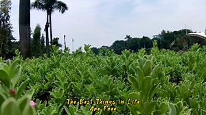 AT THE LUNETA PARK ❤️😀❤️ Visiting Luneta Park in Manila this weekend is a wonderful opportunity for you and your family to create lasting memories together. The park, known for its historical significance and natural beauty, provides a serene backdrop for bonding moments. As you stroll through the park's lush greenery and gardens, you can explore various monuments and landmarks that narrate the Philippines' rich history. The Rizal Monument, in particular, stands tall as a symbol of national pri