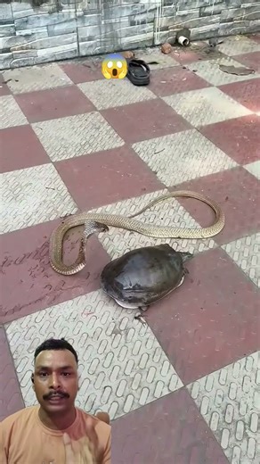 Dog's HILARIOUS Reaction to Fake turtles Prank! #animalbehavior #prank #shortsfeed #shorts