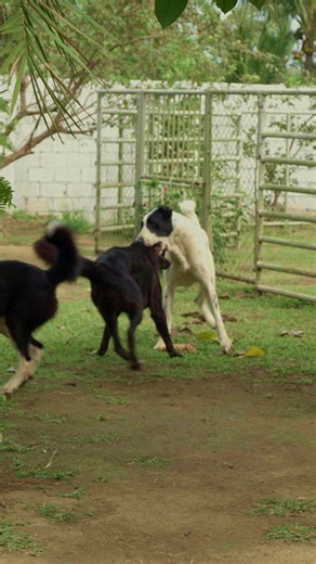 Female Pack of Supero Dog Farm #superorawdogfood 🥩