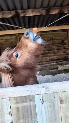 Louis vs. The Spinning Carrot 🥕 Our Shetland pony Louis thought he was in for an easy snack... but his carrot had other ideas! Every time he tried to take a bite, it spun just out of reach. 😅 Don't worry though - after a few twirls (and a lot of determination), Louis finally got his crunchy reward in the end. 🐴💪 . . . 📷 Pets' Farm Keeper Morgan | Blair Drummond Safari Park