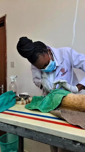 Castration Process: Insights and Experiences