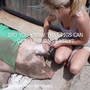 Just a usual morning at the farm 🐷 | Freedom Farm Sanctuary