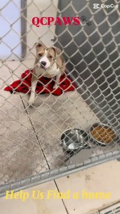 A and B kennel dogs.. 1.5.2026 #qcpaws #shelterdogs #adoptdontshop | Qc Paws