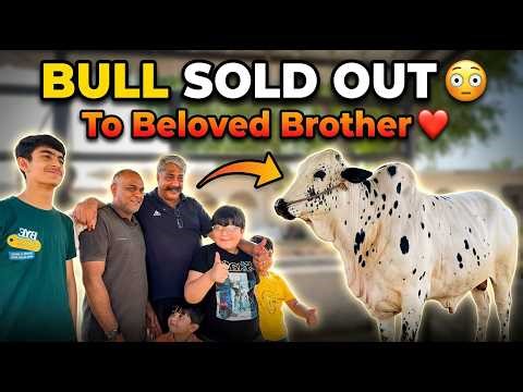 New Bull Sold out to beloved Brother | Gulf Cattle Farm