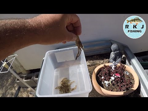 How to catch shrimp, and how to freeze them to use as bait later