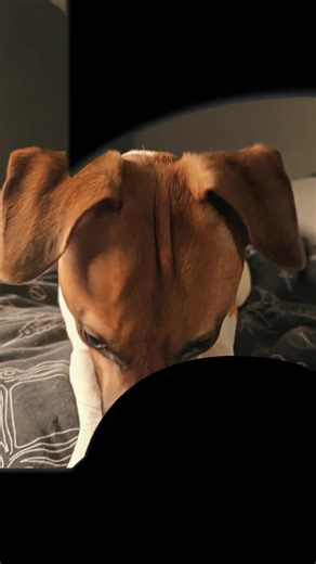 Jack Russell Dogs: Embracing the Good Life