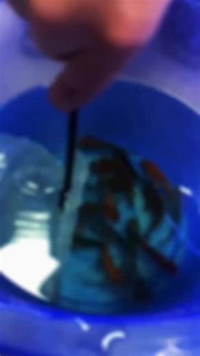 Koi Stoklarımızda: Zebracı Kılet ile Tanışın