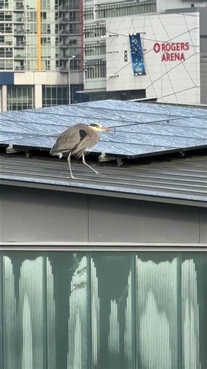 False Creek PANORAMA! #vancouver #summer #water #ocean #panorama #skyline #reels #shorts