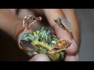 Thinking of a Pet Turtle? Here Are the 7 Best Small Species!