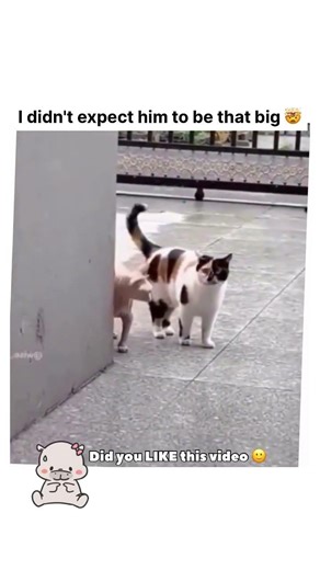 The Final Boss of Cats has arrived 🐈🧱 #Viral #FunnyCats #shorts