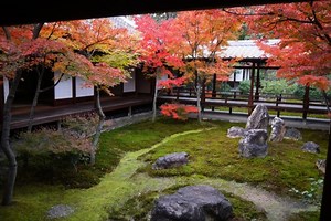 建仁寺の紅葉見ごろ2026（時期:11月下旬～12月上旬頃）