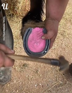 5.6M views · 5.1K reactions | This horseshoe fitting video is so interesting! A must watch!  | Ultimate | Facebook