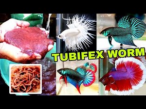 TUBIFEX WORMS A-Z FULL GUIDE | HOW TO CULTURE TUBIFEX WORMS | TUBIFEX WORMS CULTURE WITHOUT STARTER