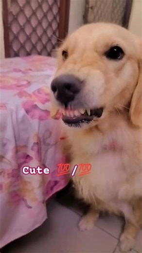 Angry Emma 😡 | Cutest Dog’s Angry Mood Ever 🐶❤️