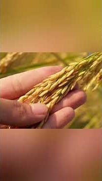 History of rice 🌾 growing Era with timeline #history #facts