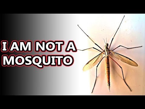 Crane Fly facts: they can't harm you! | Animal Fact Files