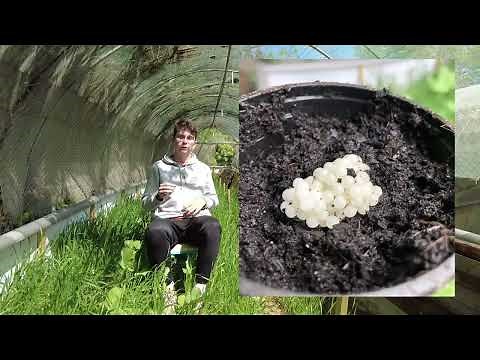 Comment créer un élevage d'escargot ?