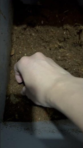 Compost beginner super easy home made compost with daily food waste from an electric composter