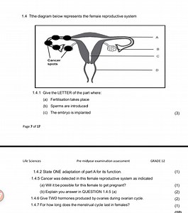 1.4 The diagram below represents the female reproductive system... | Filo
