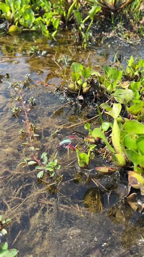 Let Trying Catch Betta Fish | Betta Fish