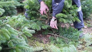 Base pruning of Christmas trees | Mechanical and manual