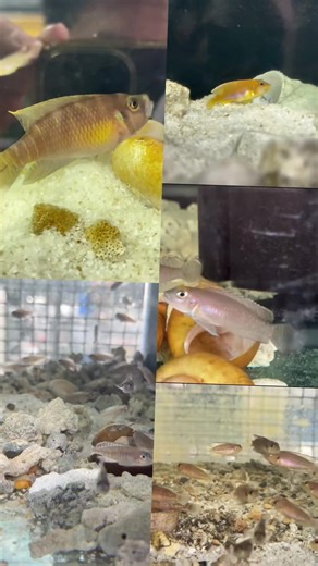 🐠慈鲷系列 Cichilds Lake Tanganyika🐠 ✅JB Aquatic✅ 🐠黄金叮当 Lamprologus Ocellatus Gold 🐟蓝钻贝 Lamprologus Ornatipinnis 🐠小丑贝 Lamprologus Brevis 🐟蓝眼贝 Neolamprologus Signatus 🐠野生贝 Lamprologus Ocellatus wild ‼️Marubeni saiz 5 & 6 ‼️ 海王 五号和 六号 250克g/包 pack- 🐴20 1公斤kg - 🐴55 Delivery :- West Malaysia 西马 Sarawak Kuching Pm for more information 😊 #pm #marubeni #JB #海王鱼料 #cichilds