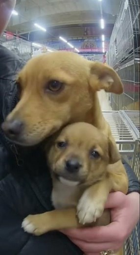 Labrador Mom Begs Not to Lose Her Puppy… Until a Miracle Happens 😭🐶❤️