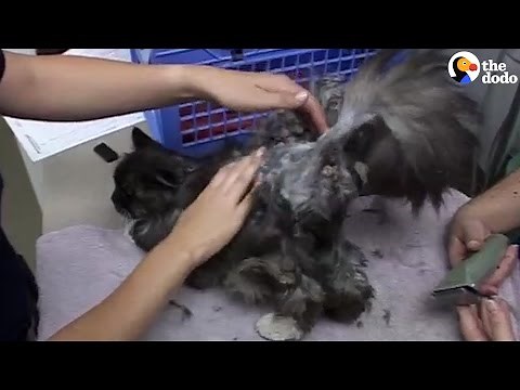 Rescued Cat With Matted Fur Finally Gets A Haircut — And A Real Home
