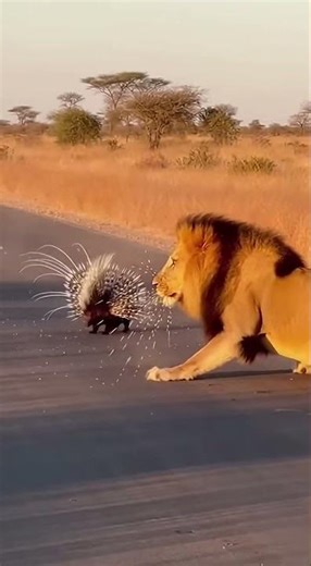 Lion vs. Flying Spikes! 🎯🦁