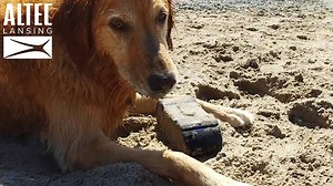 207K views · 798 reactions | "Queso, The Golden Retriever" takes on The OmniJacket bluetooth speaker in this lighthearted edition of our Versus Series! Waterproof. Sandproof. Doggyproof. Everythingproof! | Altec Lansing | Facebook