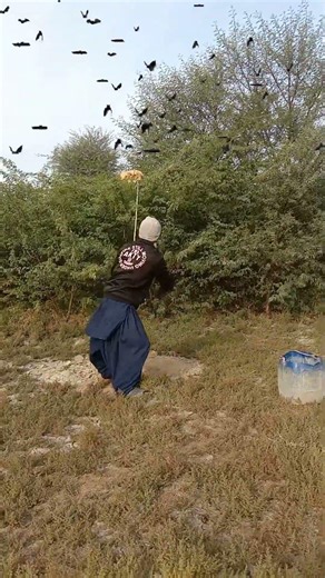 #birdhunting #harehunting #birds #huntingbirds