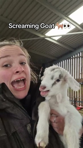 Funny sheep #fun #funny #sheep #lover #comedy_category_mu #fypviralシ #fyp