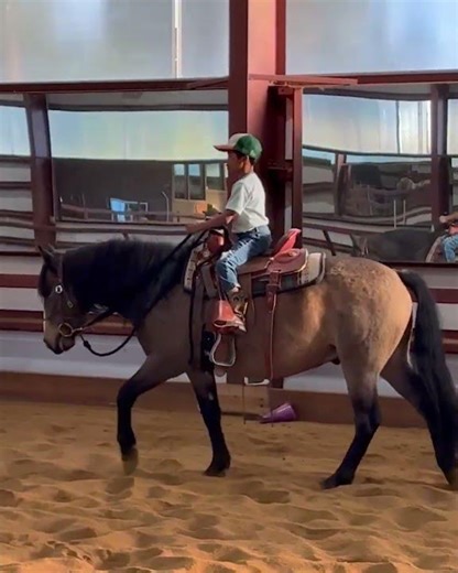 2021 Sooty Buckskin Quarter Horse Gelding For Sale | Consigned on Thehorsebay.com