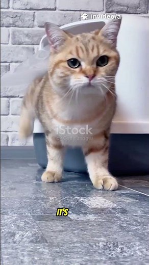 Your Kitten Won’t Use the Litter Box? This Is Why