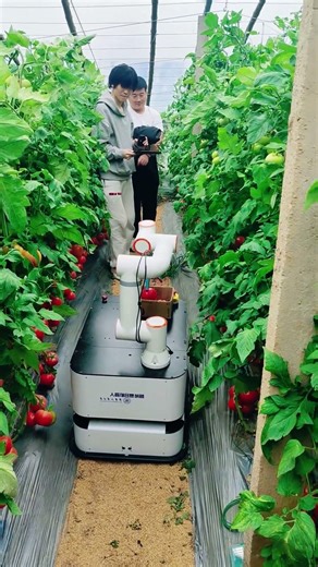 Robots harvesting vegetables automatically for efficient farming