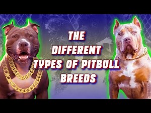 The Different Types of Pitbull Breeds: What You Need to Know