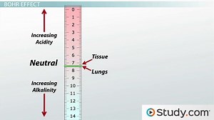 Gas Transport: Effect of Temperature, pH & Metabolism - Video | Study.com