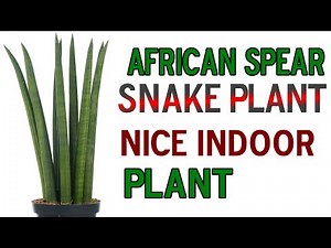 African Spear Snake Plant Replanting indoor outdoor plant