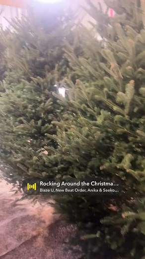 The prettiest trees | Beck’s Christmas Tree Farm