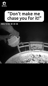 The birdwatcher the next morning was like, 'Where is my suet ball?' Video footage credit to Birdfy user. #birdfy #birds #funny #cute #wildanimals #unitedstates | Birdfy by Netvue