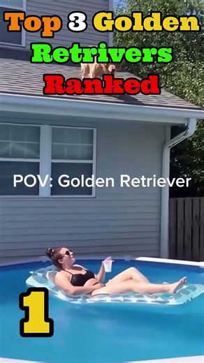 Top 3 Golden Retrivers Ranked