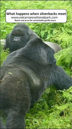 What happens when silver back gorillas meet- Volcanoes National park Rwanda #reels