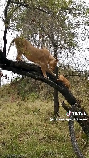 Today’s lesson: Tree climbing 🌳 🦁 Come #safari with us 🌍 #lion