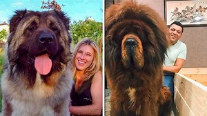 317K views · 11K reactions | ¡Cosas Que Quizá No Sabías 66! | SSSniperWolf Review | Facebook