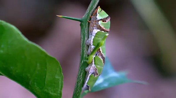 La métamorphose du papillon