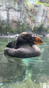 Several of our tufted puffins are already transitioning into their winter plumage! During this season, their vibrant orange beaks and webbed feet gradually lose their brilliance, their white faces transform into shades of gray, and their once long yellow tufts gently fade away. 🧡 | Point Defiance Zoo & Aquarium