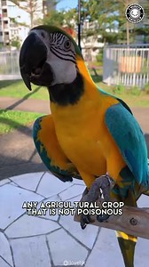 7.1K views · 68 reactions | Blue and Gold Macaw  The Most Beautiful...