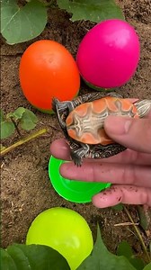 So Cute! Colorful Tiny Fish Moving Softly! 🐟✨ #funnycute #fish #fishing #koifish